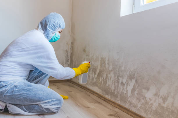 Licensed Basement Mold Remediation service in Renovo, PA - WQB Mold Removal
