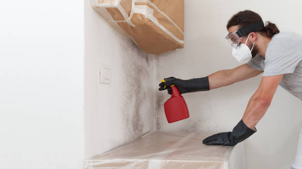Professional Basement Mold Remediation technician working in Renovo, PA