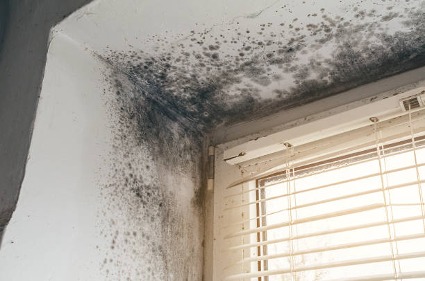 Affordable Basement Mold Remediation solutions in Renovo, PA