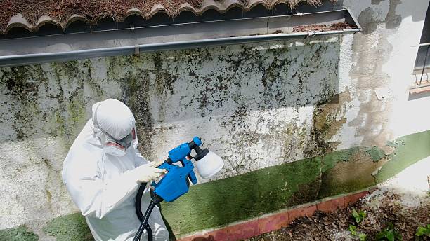 Top rated local Basement Mold Remediation specialists in Renovo, PA